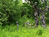 20227CrLeSh - Shoe Tree on the way home from Circle Square Ranch.JPG